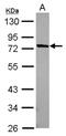 PWWP Domain Containing 3B antibody, NBP2-19441, Novus Biologicals, Western Blot image 