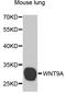 Wnt Family Member 9A antibody, orb373866, Biorbyt, Western Blot image 