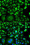 Microseminoprotein Beta antibody, 15-107, ProSci, Immunofluorescence image 
