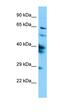Sperm Associated Antigen 16 antibody, orb331341, Biorbyt, Western Blot image 