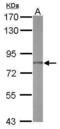 RNA Polymerase II Associated Protein 3 antibody, PA5-30816, Invitrogen Antibodies, Western Blot image 