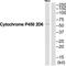 Cytochrome P450 Family 2 Subfamily D Member 6 antibody, TA313728, Origene, Western Blot image 