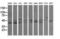 Mitogen-activated protein kinase 13 antibody, M03594, Boster Biological Technology, Western Blot image 