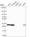 Ubiquitin Conjugating Enzyme E2 R2 antibody, HPA061000, Atlas Antibodies, Western Blot image 
