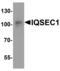 IQ Motif And Sec7 Domain 1 antibody, MBS153501, MyBioSource, Western Blot image 