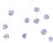 Transmembrane Protein 173 antibody, 5269, ProSci Inc, Immunocytochemistry image 