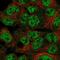 Speedy protein A antibody, NBP2-55183, Novus Biologicals, Immunofluorescence image 
