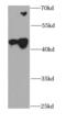 Cyclin-dependent kinase 10 antibody, FNab01551, FineTest, Western Blot image 