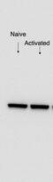 Eukaryotic Translation Initiation Factor 3 Subunit C antibody, NB100-511, Novus Biologicals, Western Blot image 