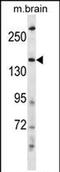 HECT, C2 And WW Domain Containing E3 Ubiquitin Protein Ligase 2 antibody, PA5-71956, Invitrogen Antibodies, Western Blot image 