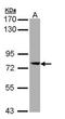 Sec23 Homolog A, Coat Complex II Component antibody, NBP1-32773, Novus Biologicals, Western Blot image 