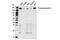 Thrombospondin 1 antibody, 37879S, Cell Signaling Technology, Western Blot image 