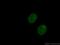 Coiled-Coil Domain Containing 124 antibody, 27106-1-AP, Proteintech Group, Immunofluorescence image 