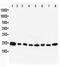Mel antibody, PA5-79906, Invitrogen Antibodies, Western Blot image 