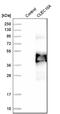 CD301 antibody, NBP1-84591, Novus Biologicals, Western Blot image 