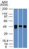 Nucleolysin TIA-1 isoform p40 antibody, GTX35120, GeneTex, Western Blot image 