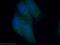 Regulatory Associated Protein Of MTOR Complex 1 antibody, 20984-1-AP, Proteintech Group, Immunofluorescence image 
