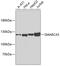 SWI/SNF Related, Matrix Associated, Actin Dependent Regulator Of Chromatin, Subfamily A, Member 5 antibody, 18-598, ProSci, Western Blot image 