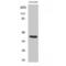 Vasohibin 1 antibody, LS-C386624, Lifespan Biosciences, Western Blot image 