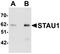 Staufen Double-Stranded RNA Binding Protein 1 antibody, orb75503, Biorbyt, Western Blot image 