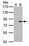 Cullin 3 antibody, TA308790, Origene, Western Blot image 
