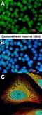 FLII Actin Remodeling Protein antibody, orb73476, Biorbyt, Immunofluorescence image 