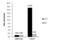 HNF-3A antibody, GTX100308, GeneTex, Chromatin Immunoprecipitation image 