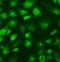 SUFU Negative Regulator Of Hedgehog Signaling antibody, A02279-1, Boster Biological Technology, Immunocytochemistry image 