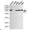Bruton Tyrosine Kinase antibody, LS-C812898, Lifespan Biosciences, Western Blot image 