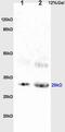 BMP and activin membrane-bound inhibitor homolog antibody, PA5-72443, Invitrogen Antibodies, Western Blot image 