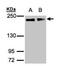 Golgin subfamily A member 3 antibody, PA5-21299, Invitrogen Antibodies, Western Blot image 