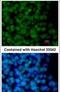 Zinc finger protein 198 antibody, PA5-28265, Invitrogen Antibodies, Immunofluorescence image 