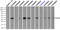 Fc-gamma-RIIa antibody, TA500653, Origene, Immunoprecipitation image 