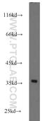 Ribosomal Protein S3A antibody, 14123-1-AP, Proteintech Group, Western Blot image 