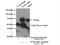 Influenza Virus NS1A Binding Protein antibody, 14741-1-AP, Proteintech Group, Immunoprecipitation image 