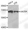 Cell Division Cycle 25A antibody, A5527, ABclonal Technology, Western Blot image 