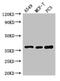 SLC9A3 Regulator 2 antibody, CSB-PA01759A0Rb, Cusabio, Western Blot image 