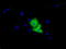 Von Willebrand Factor A Domain Containing 5A antibody, LS-C115580, Lifespan Biosciences, Immunofluorescence image 