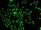 Forkhead Box N2 antibody, orb247840, Biorbyt, Immunofluorescence image 