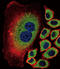 MTS antibody, LS-C164833, Lifespan Biosciences, Immunofluorescence image 