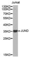 JunD Proto-Oncogene, AP-1 Transcription Factor Subunit antibody, abx002110, Abbexa, Western Blot image 