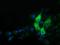Alpha Fetoprotein antibody, GTX84954, GeneTex, Immunocytochemistry image 