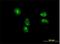 Bystin Like antibody, H00000705-B01P, Novus Biologicals, Immunofluorescence image 