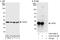 SAP Domain Containing Ribonucleoprotein antibody, A303-210A, Bethyl Labs, Immunoprecipitation image 