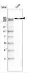 Laminin Subunit Alpha 1 antibody, NBP2-42389, Novus Biologicals, Western Blot image 