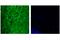 Microtubule Associated Protein Tau antibody, 91600S, Cell Signaling Technology, Flow Cytometry image 