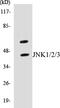Mitogen-Activated Protein Kinase 8 antibody, EKC1318, Boster Biological Technology, Western Blot image 