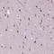 Zinc Finger Protein 41 antibody, NBP2-49585, Novus Biologicals, Immunohistochemistry frozen image 
