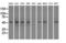 Protein Phosphatase 5 Catalytic Subunit antibody, LS-C784374, Lifespan Biosciences, Western Blot image 