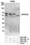 Spermatogenesis Associated Serine Rich 2 Like antibody, A305-129A, Bethyl Labs, Immunoprecipitation image 